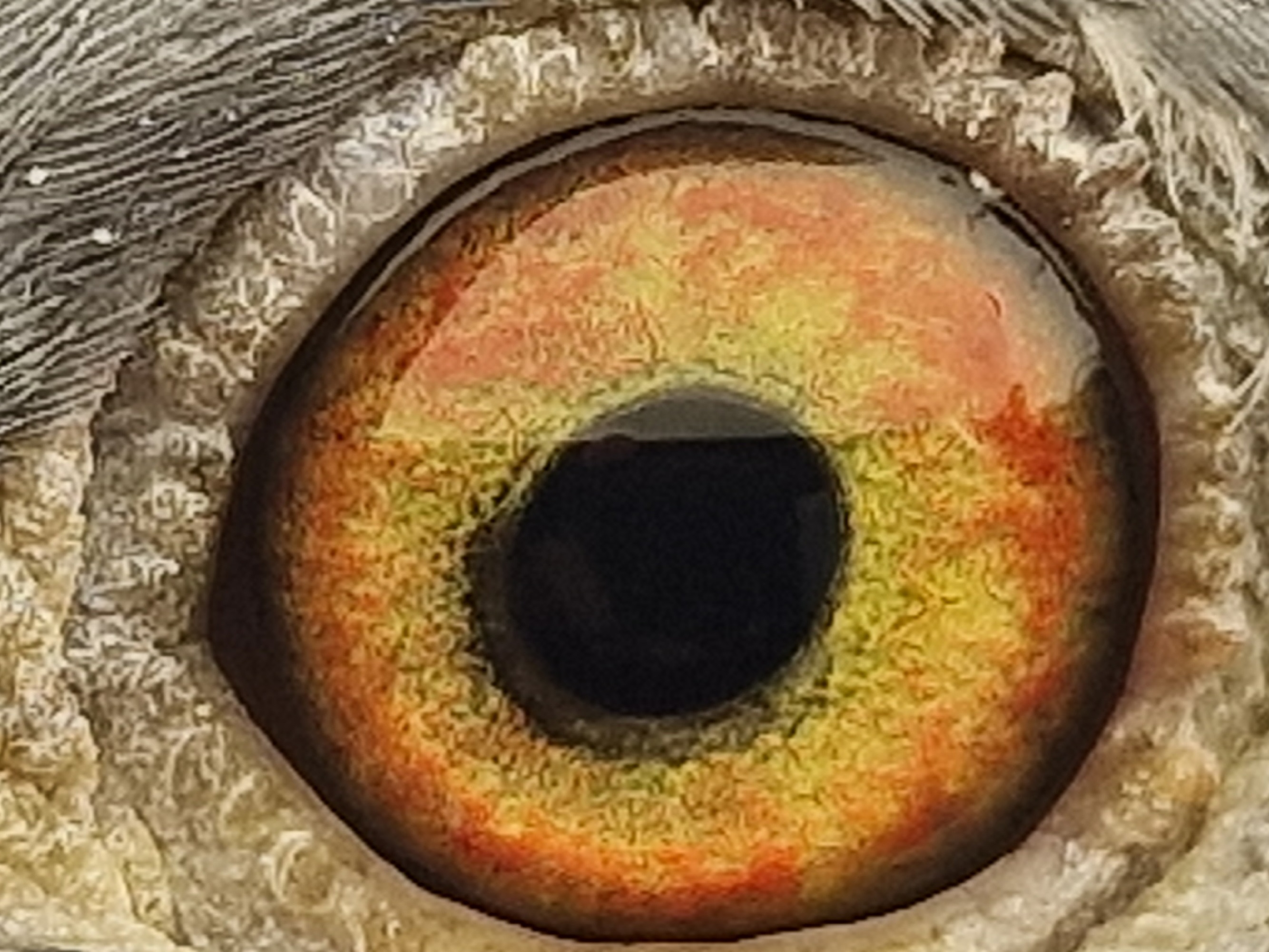 Pigeon eye